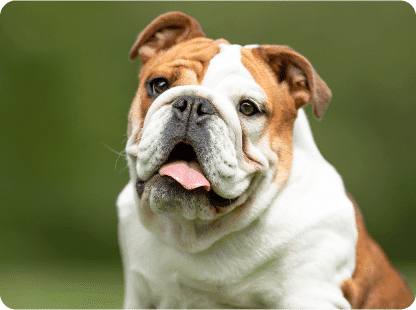 Standard-size pet doors are taller than they are wide