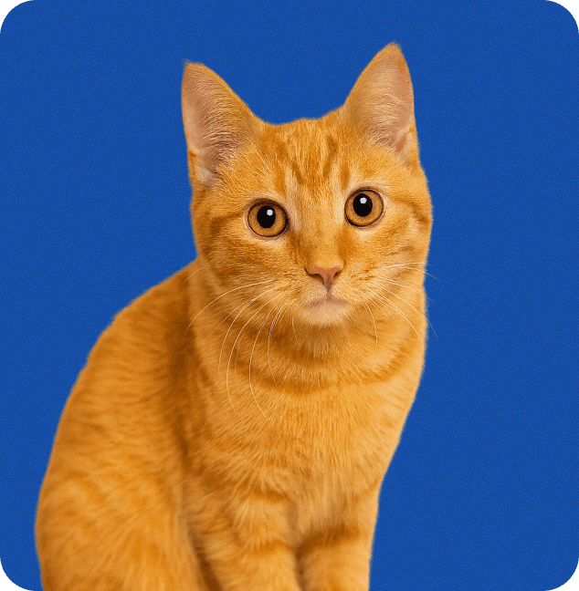 Training your pet banner