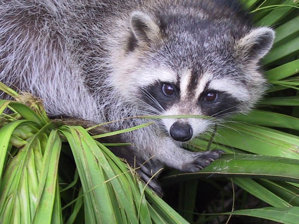 baby raccoon