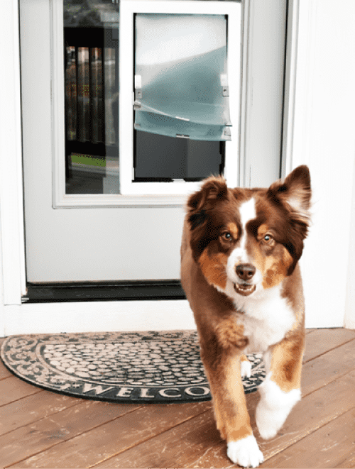 dog door for glass