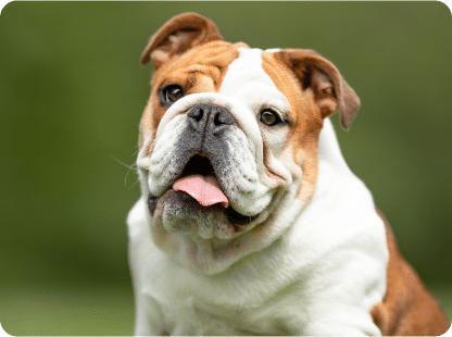 Bulldog