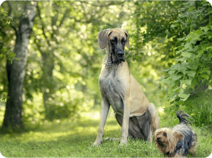 great dane and yorkie