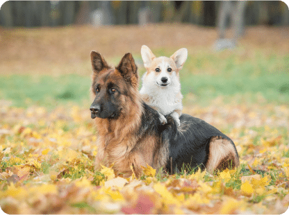 german shepherd and corgi