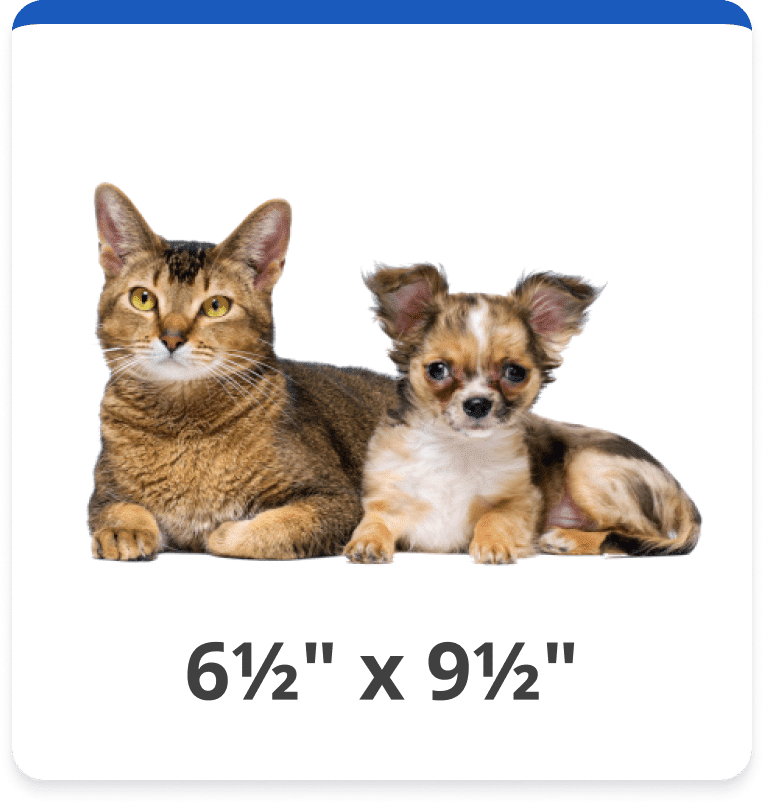 Dog and Cat Door Replacement Flap Kits Hale Pet Door