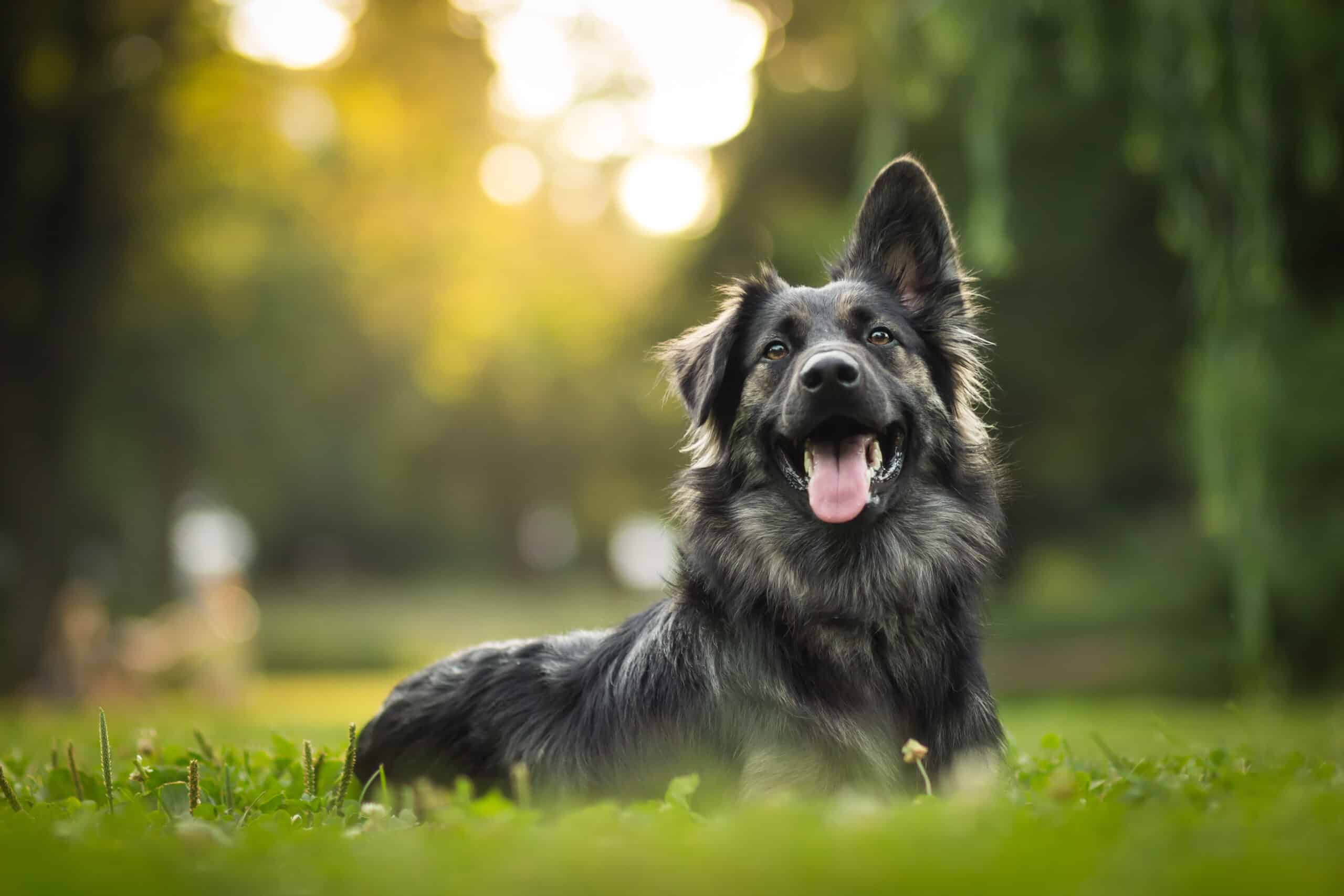 This happy black furry dog would love a new doggy door.