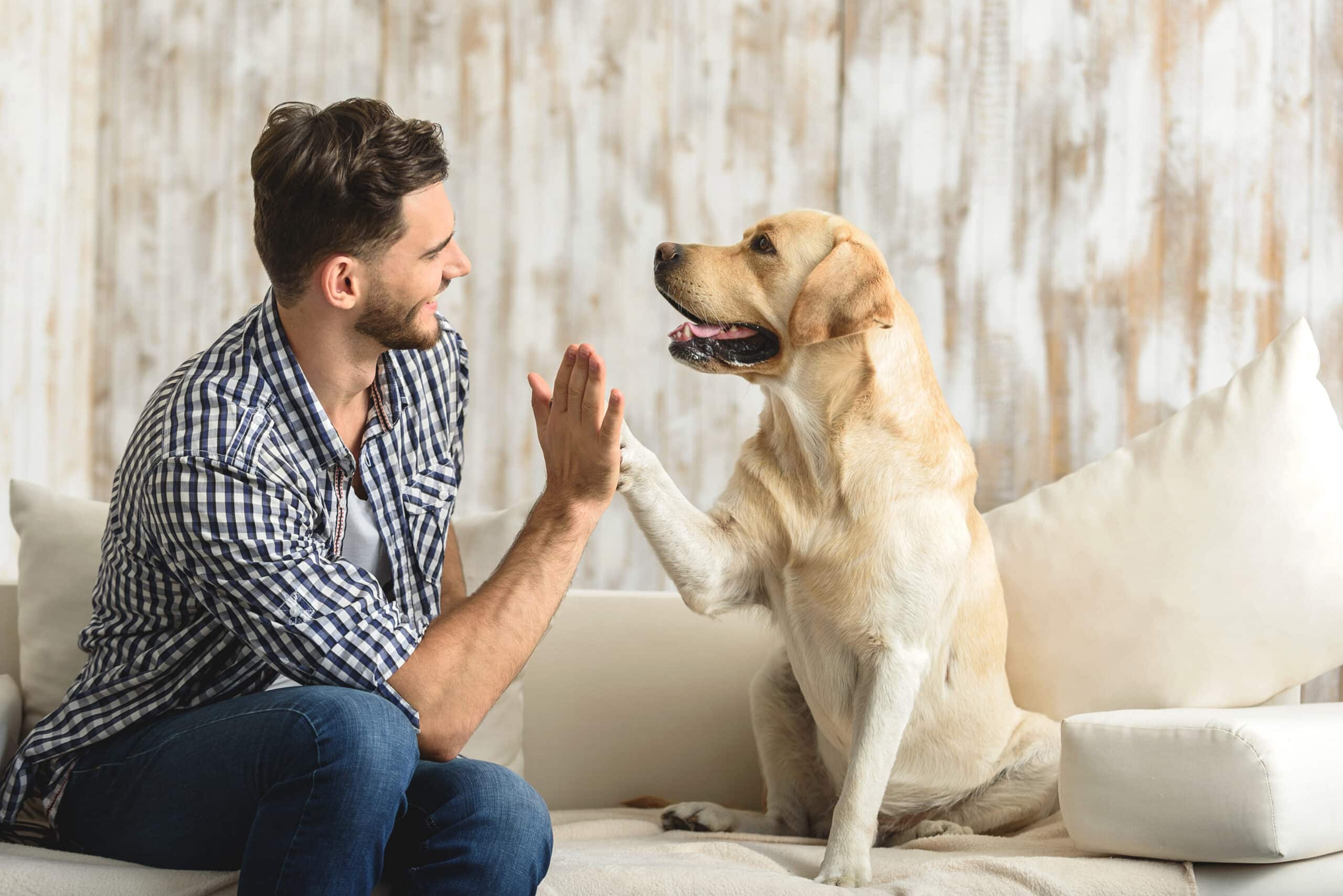 High five with dog and owner after reading the Hale Pet Door dog door replacement flaps blog