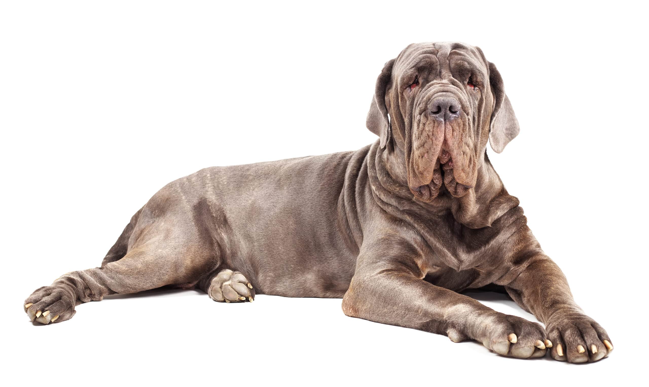 large mastiff dog