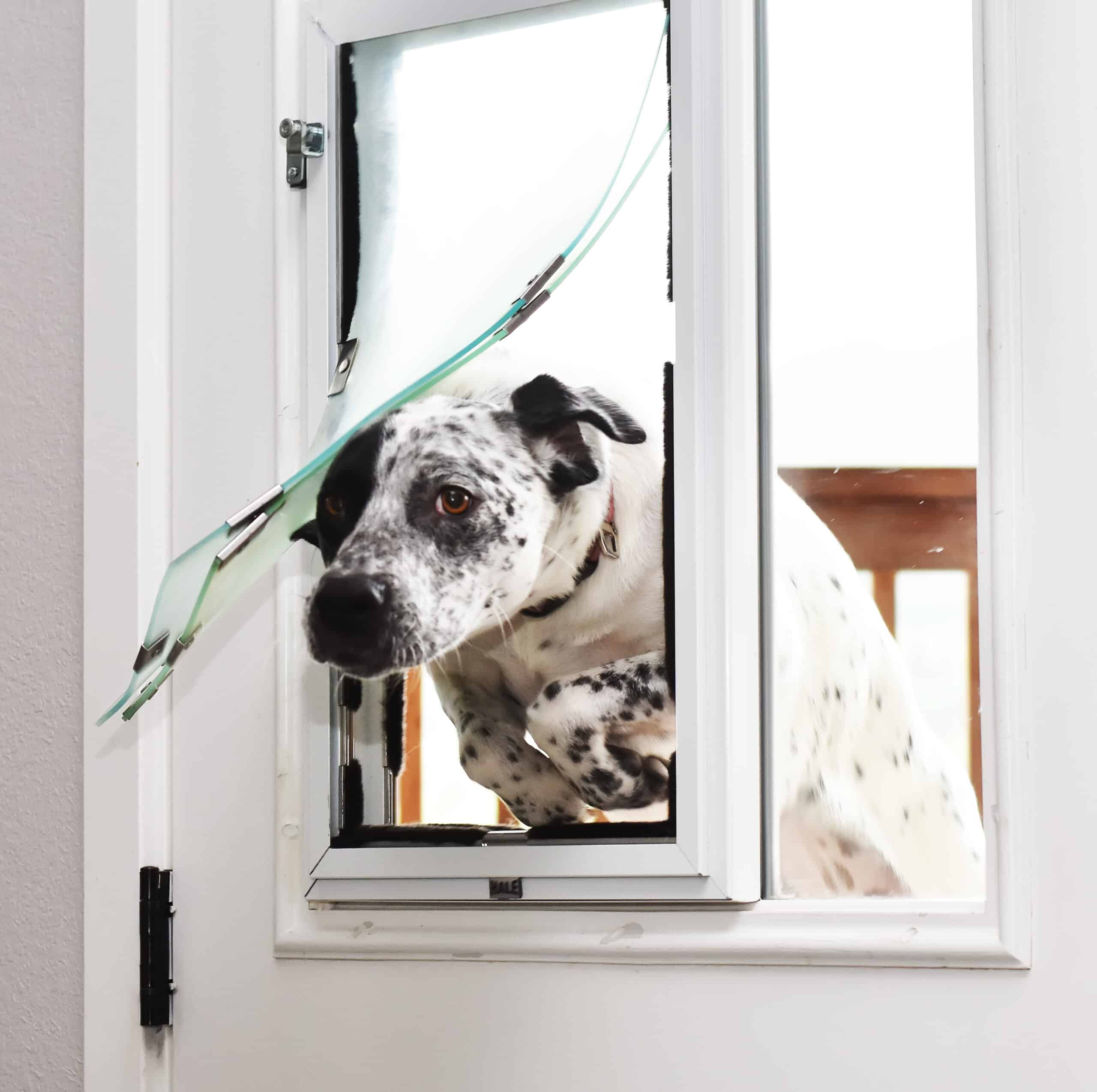 spotted dog using doggy door in glass door frame