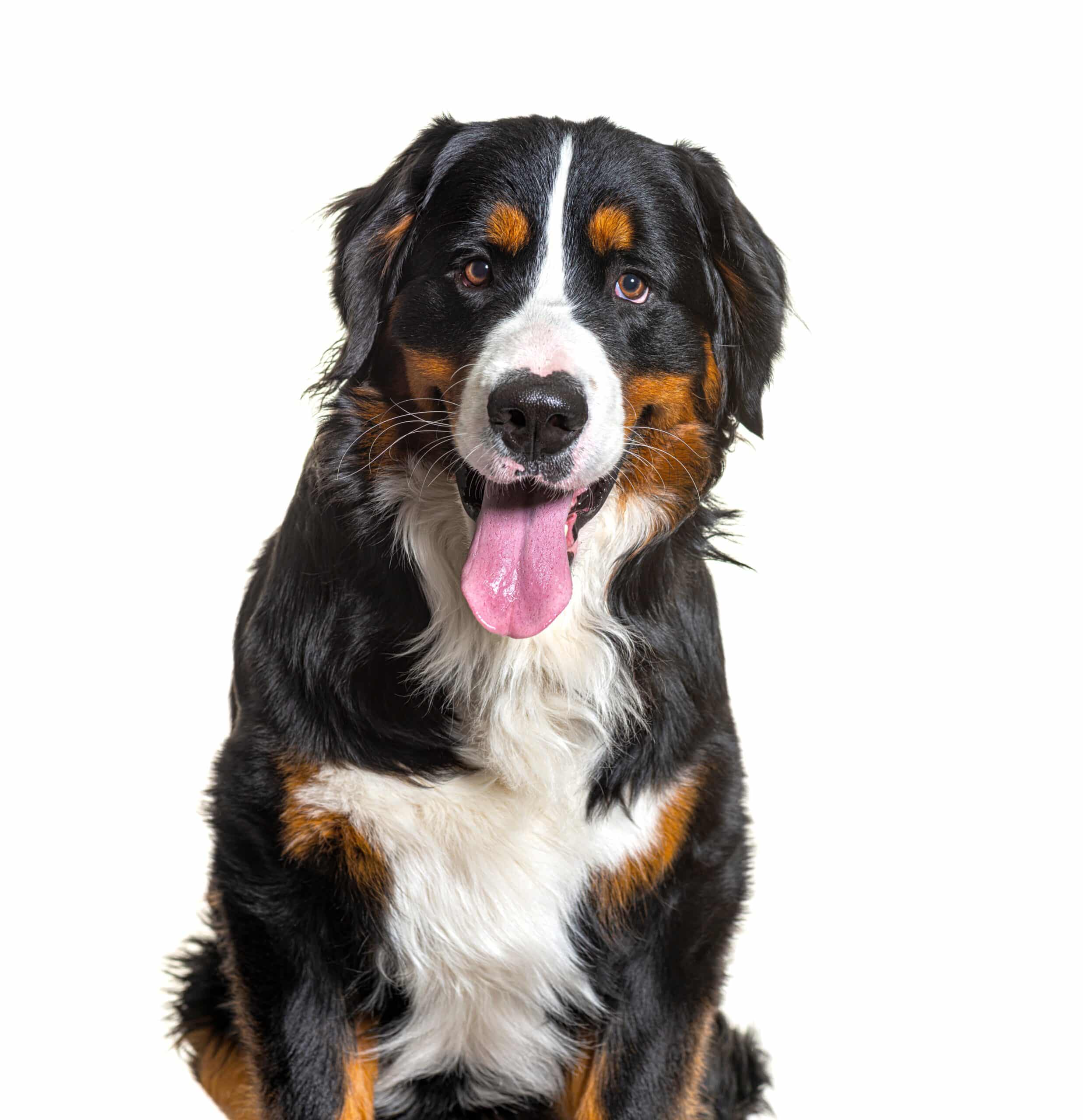 Best dog door for large dogs sale