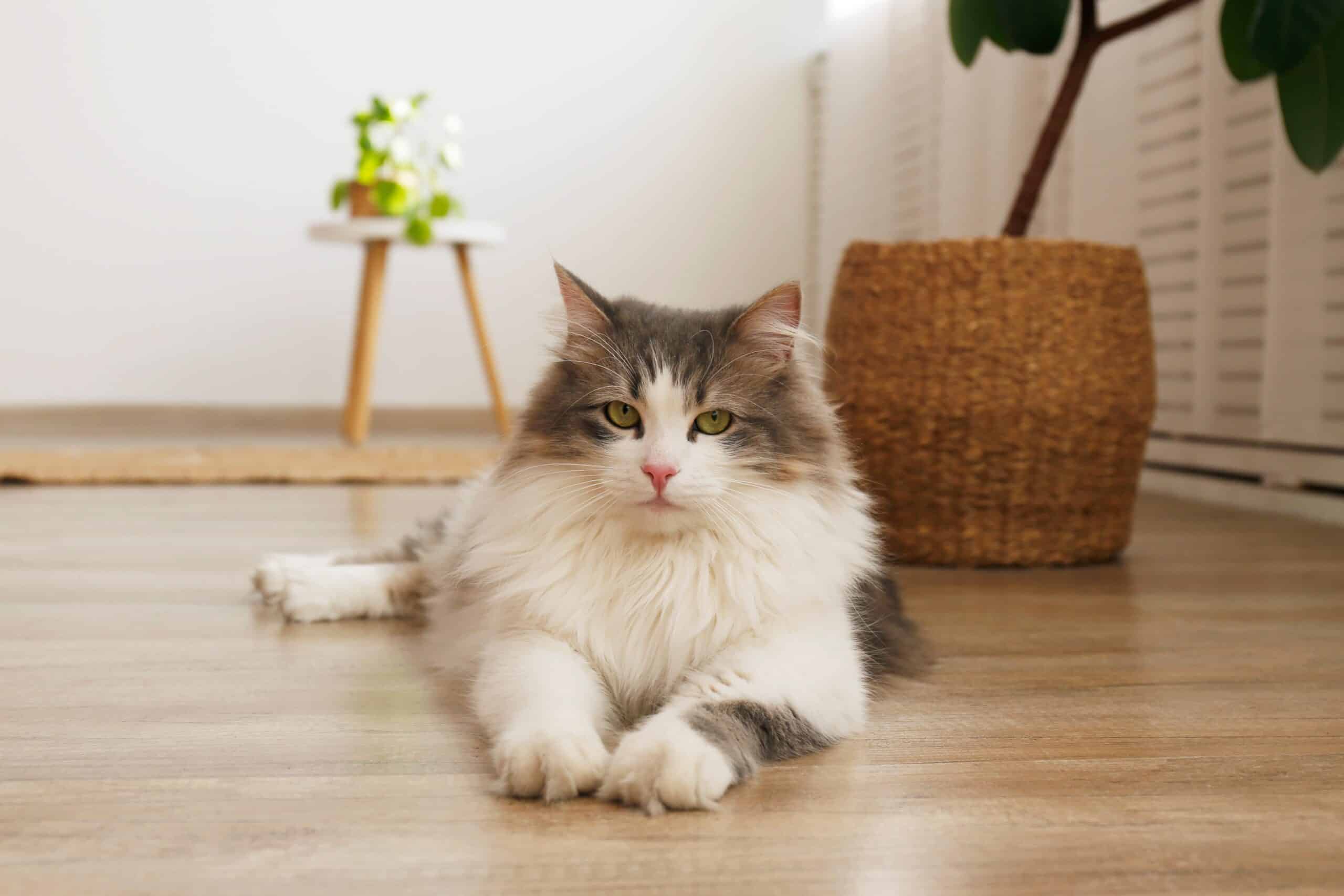 This Siberian cat looks frustrated because she wants a cat door