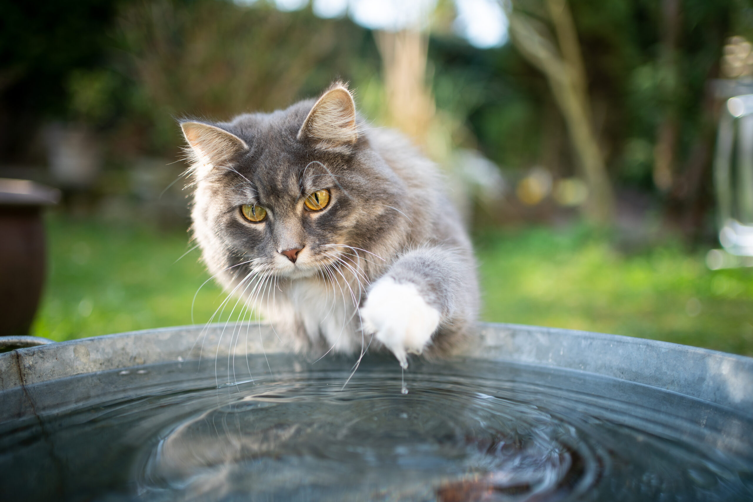 This kitty is playing outdoors in an aluminum tin full of water after using his cat door.