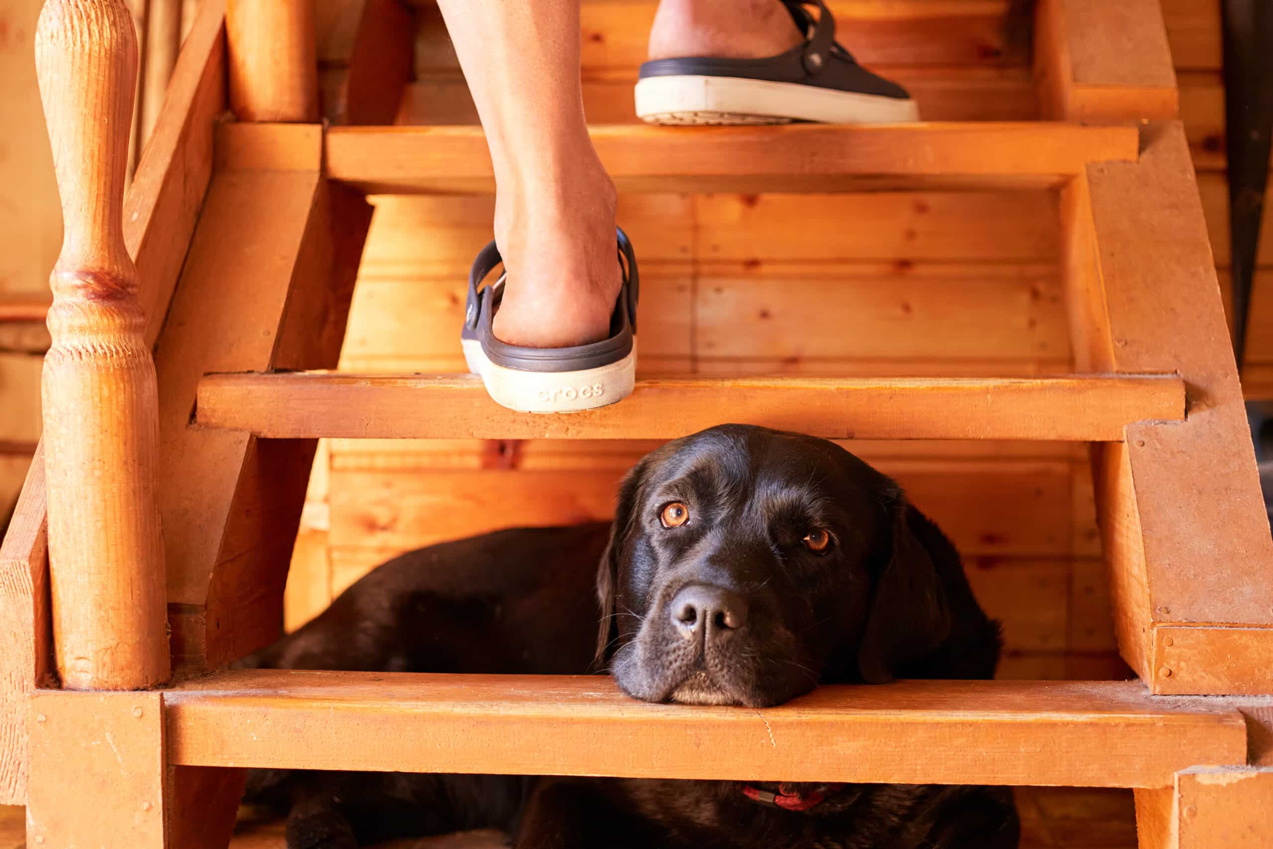 dog under stairs after using doggie door