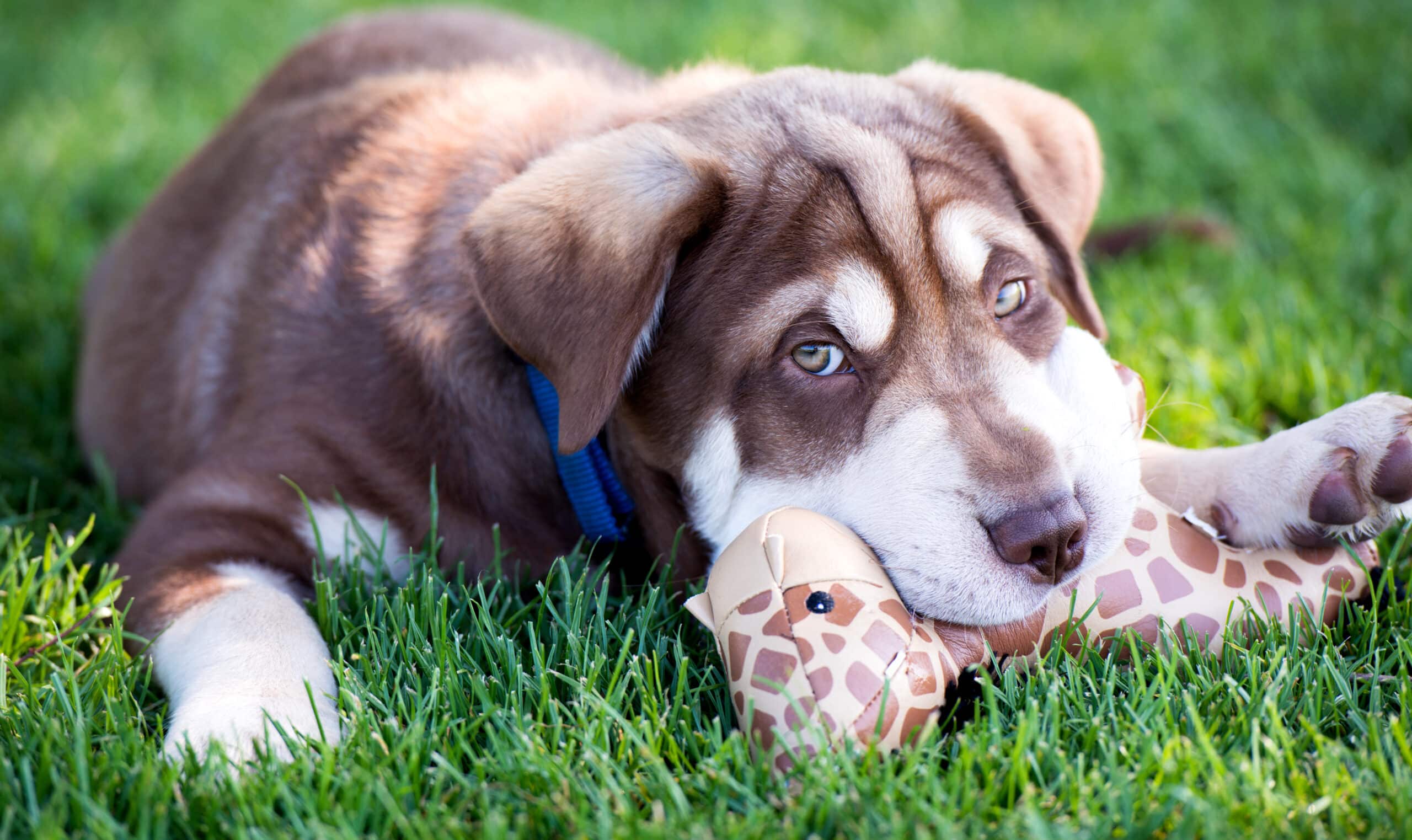 This pup is hesitant to use the new doggie door, so the favorite toy trick is being used.