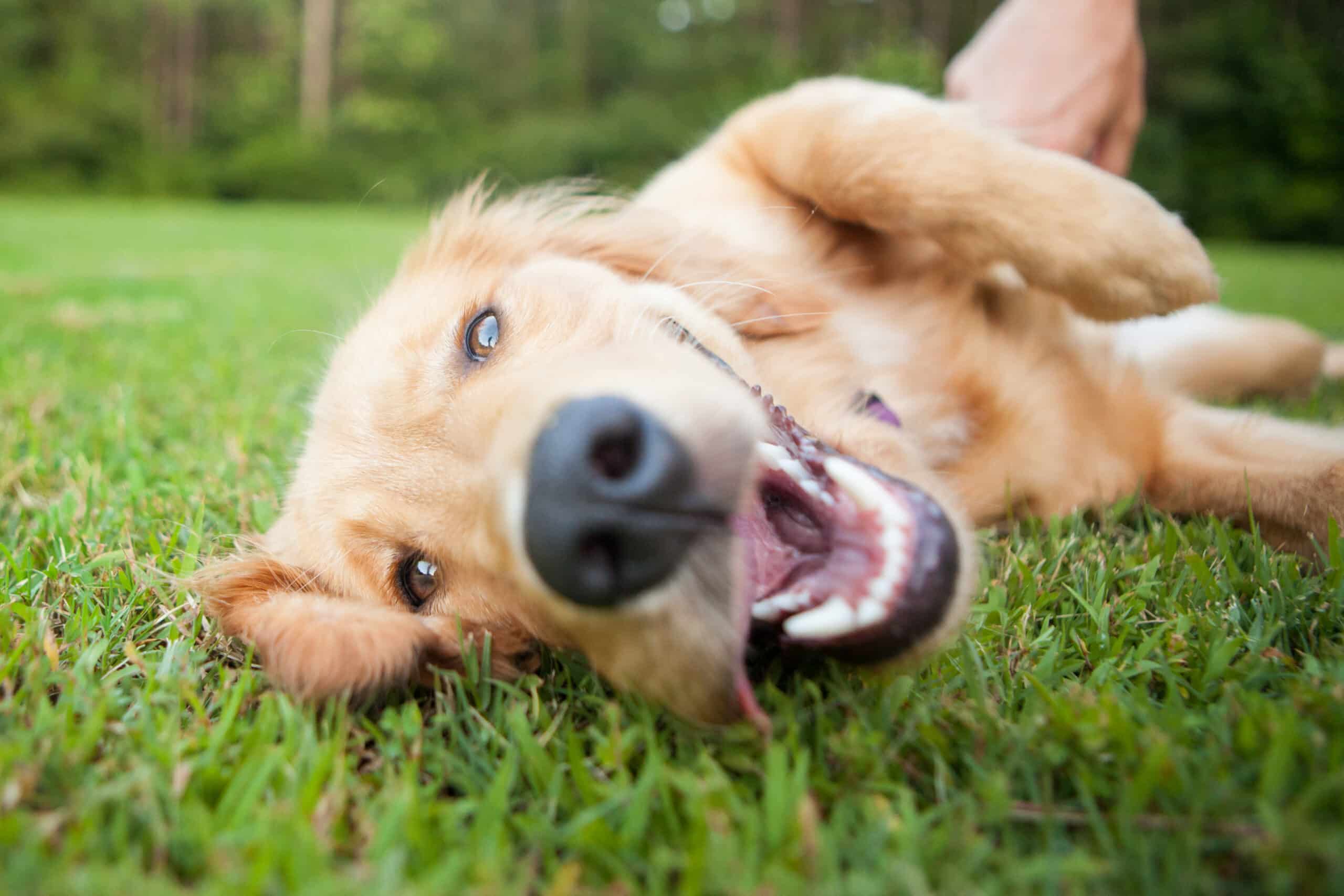 This pooch loves his eco-friendly dog door.