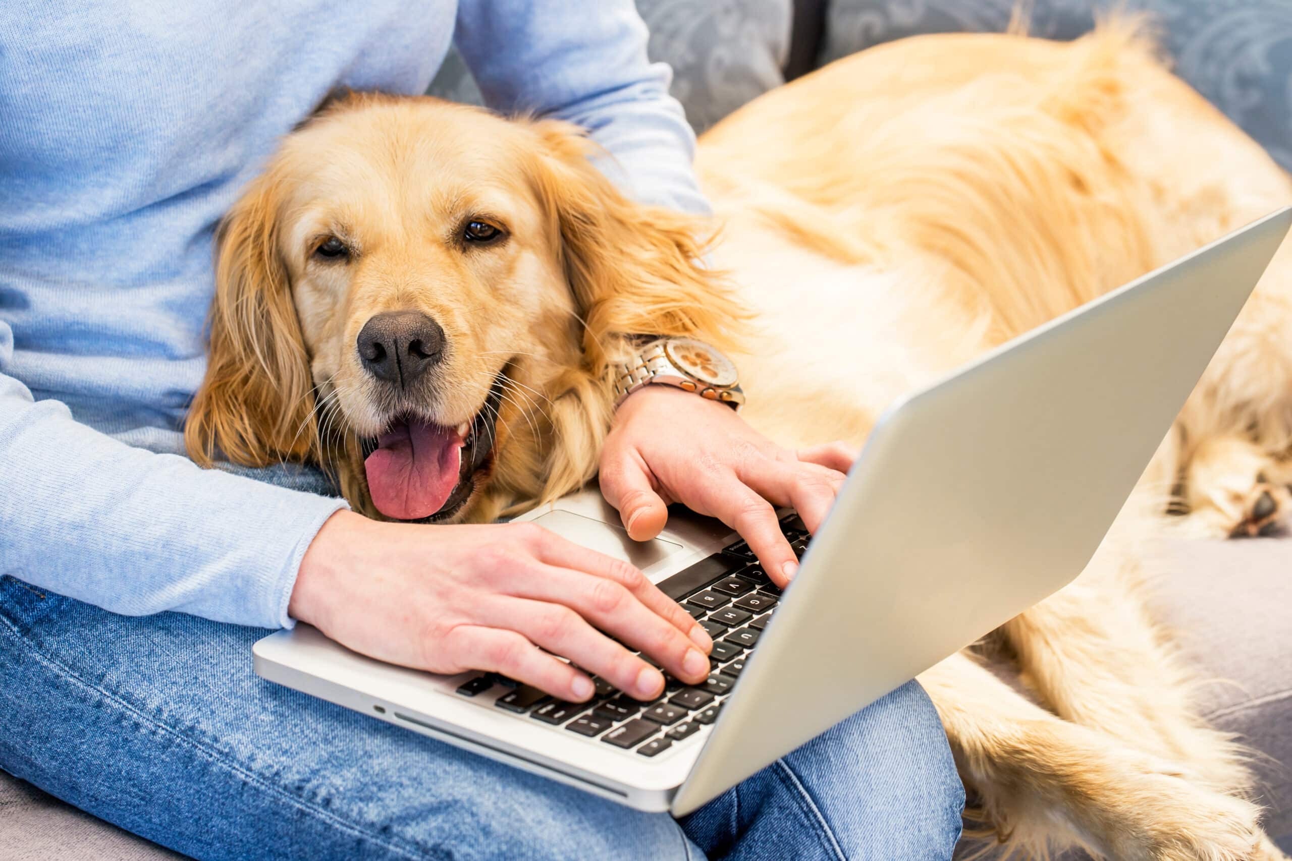 his happy pooch is laying on her owner's lap as she is searching for replacement parts for her dog door