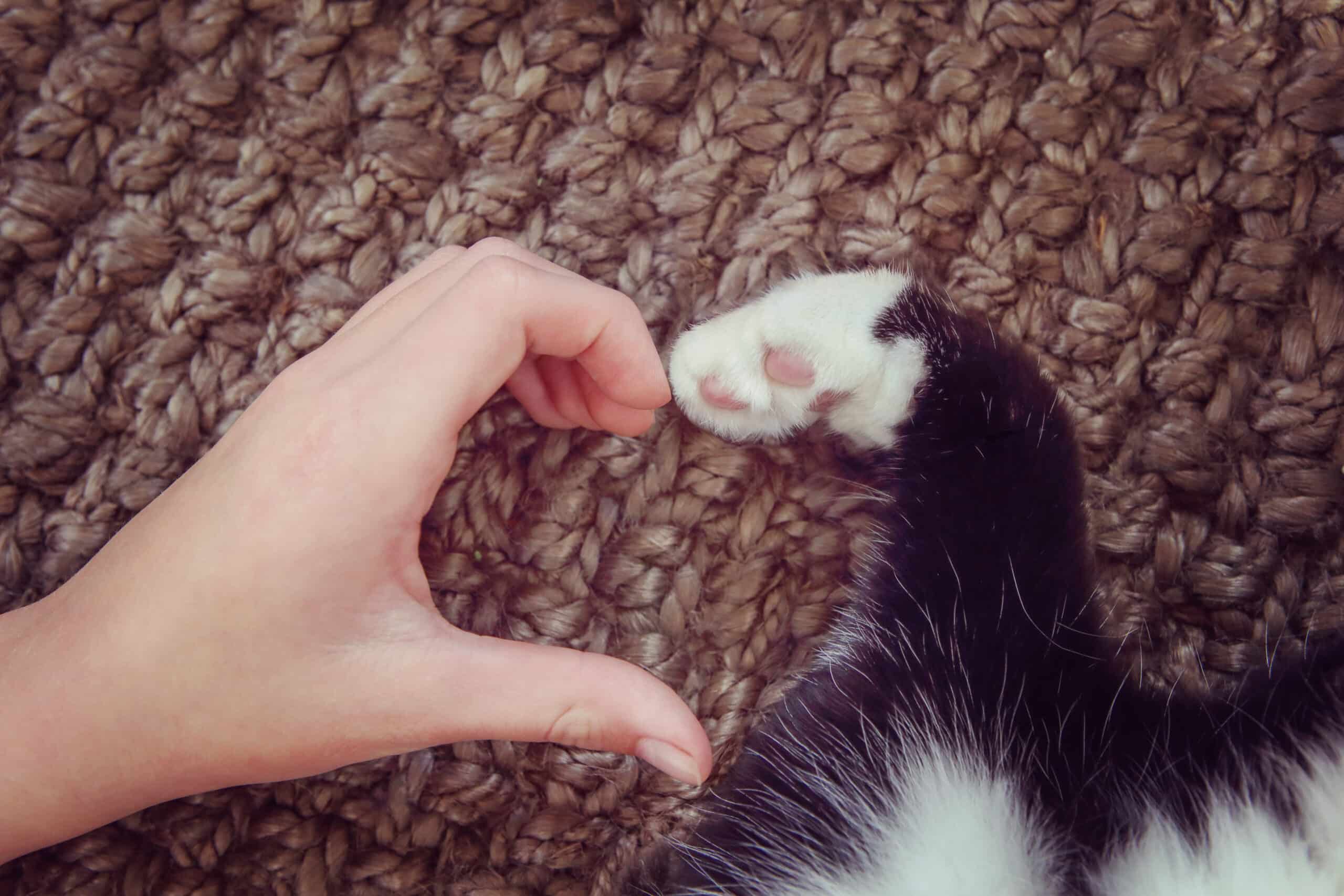 This kitty can’t wait to use their new cat pet door.