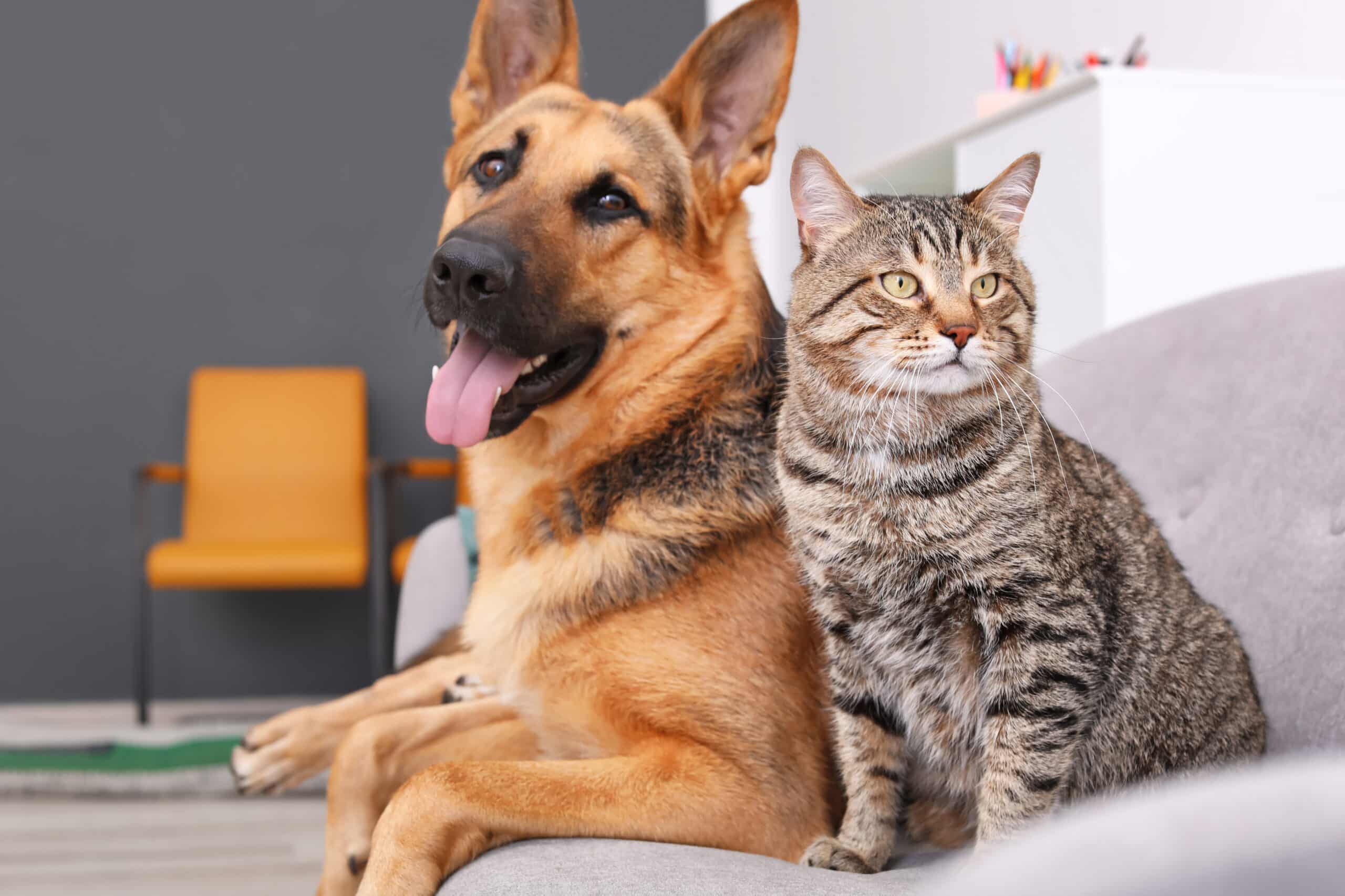 german shepherd and cat with a dog door