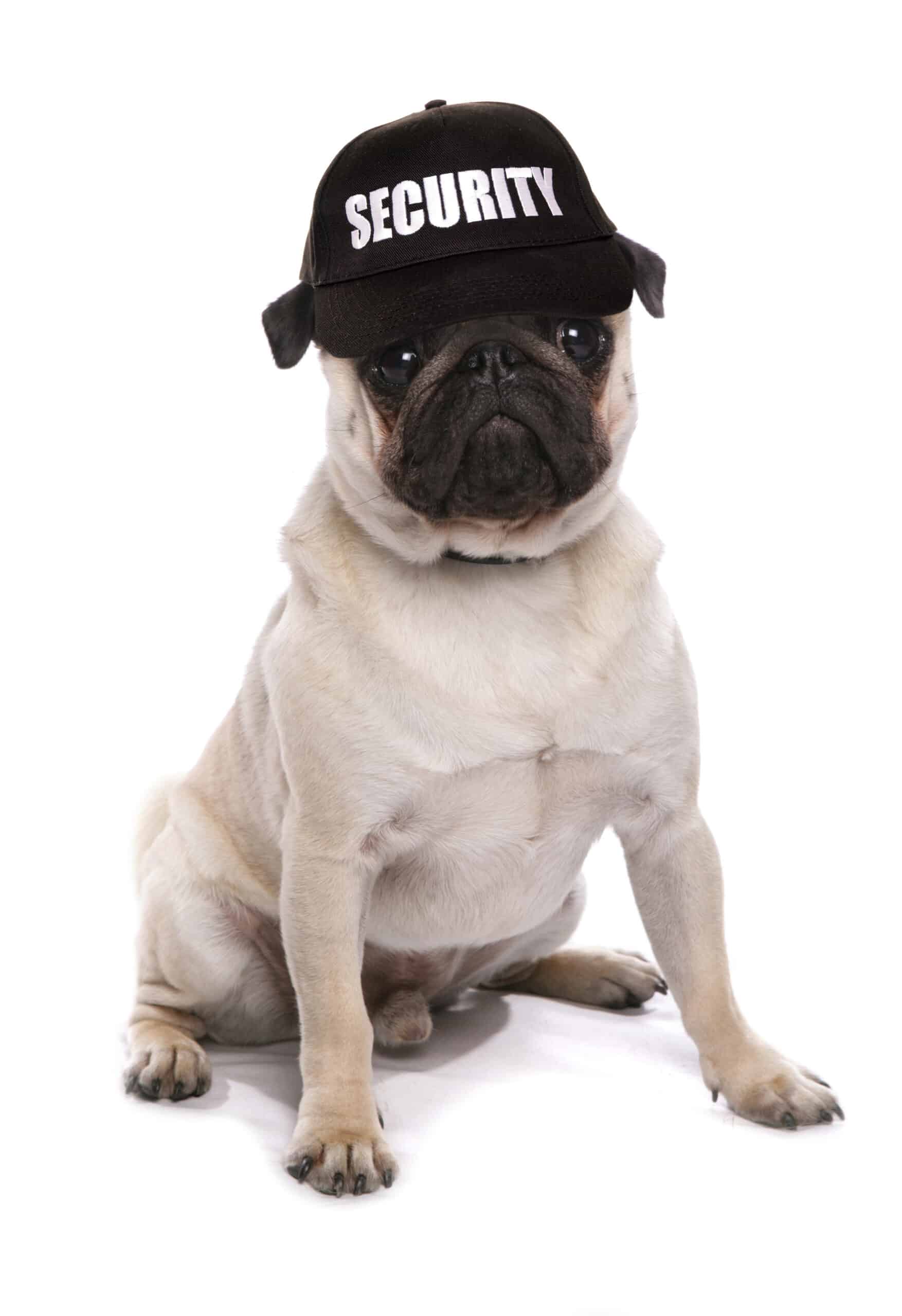 pug dog wearing a security hat