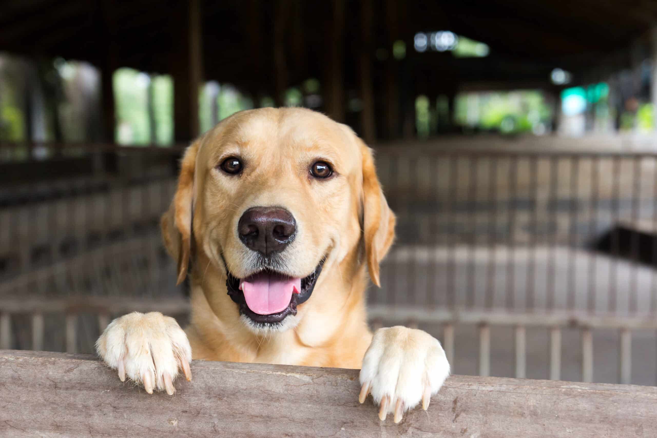 Dog kennel doors are different than pet doors. This pic accompanies the article that talks about how