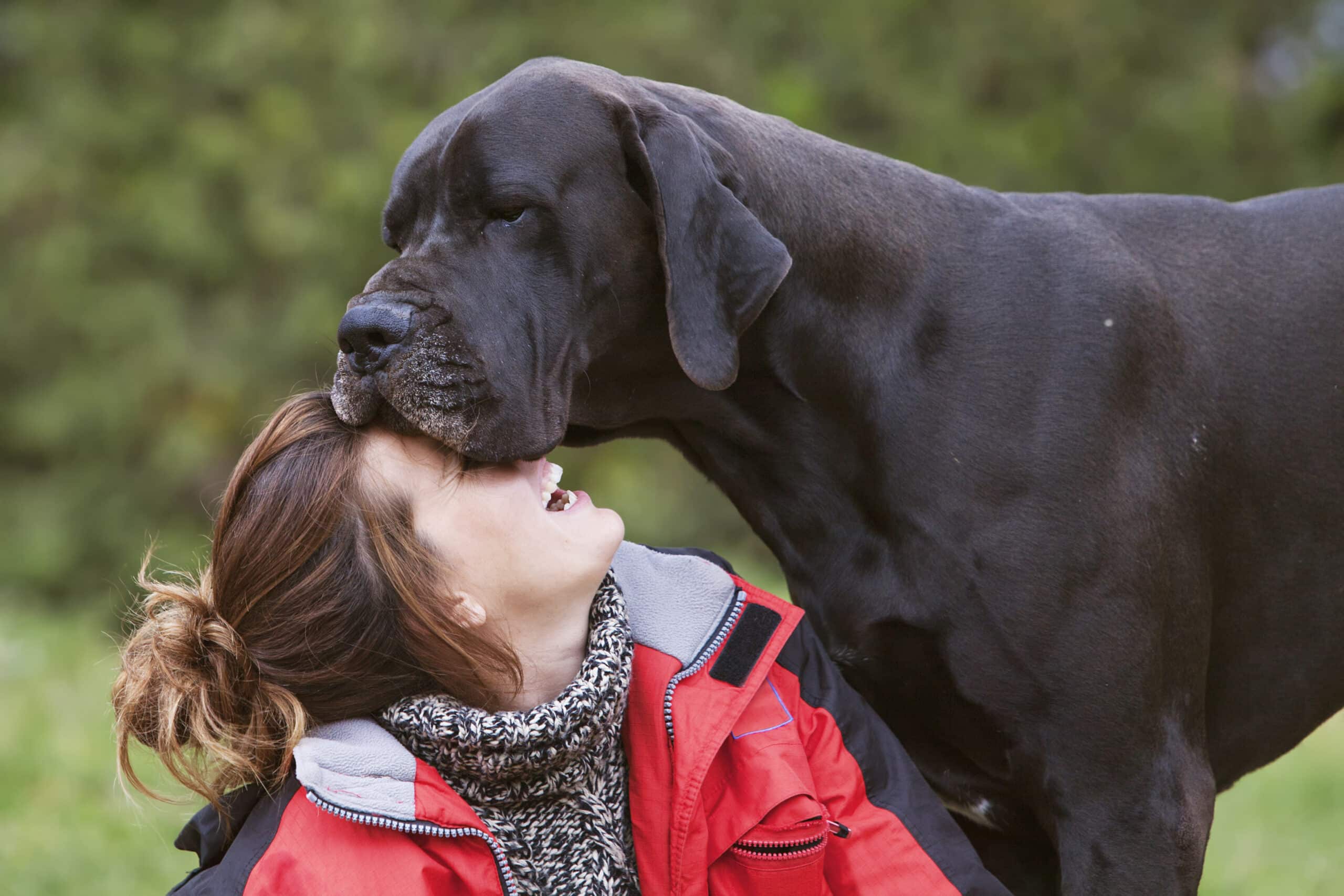 large dog with woman outside