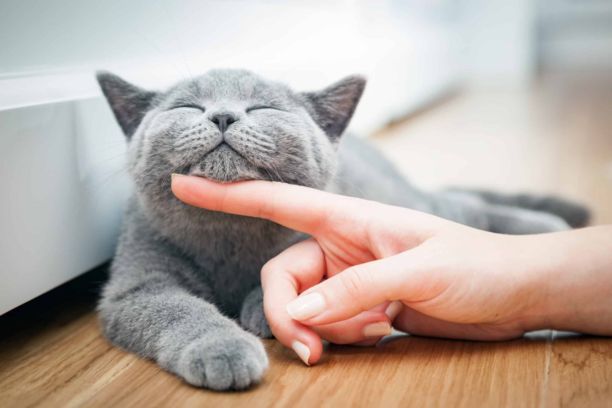 cat getting chin scratch