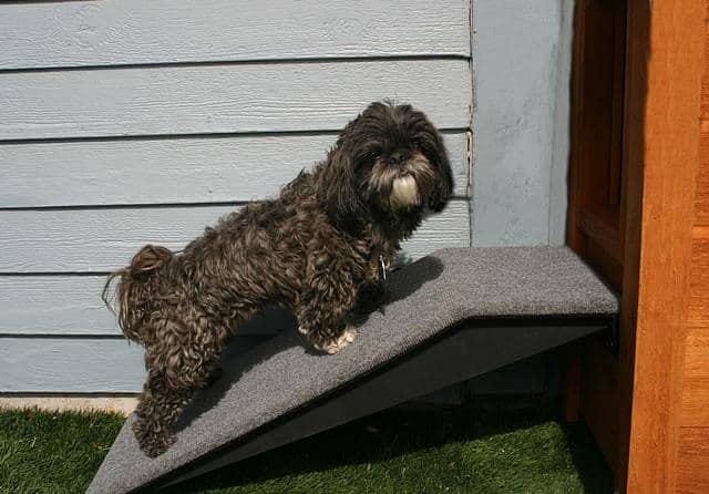 dog using ramp to access doggie door