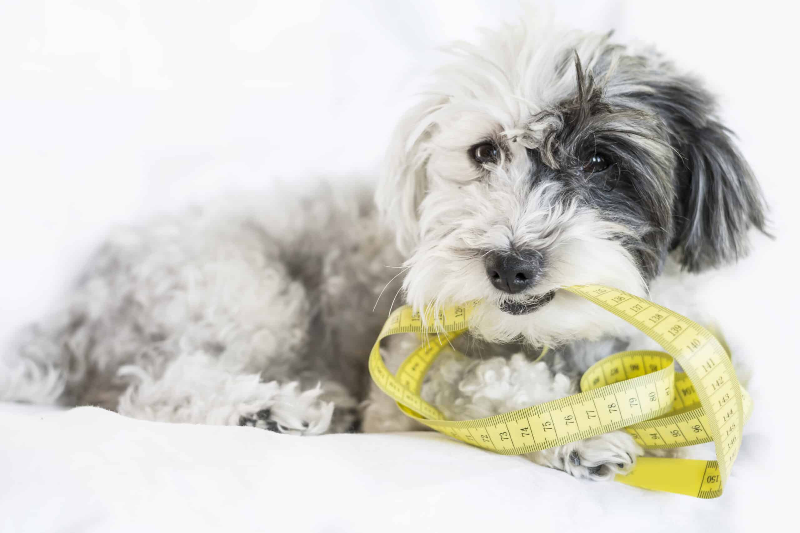 how to measure your pet for a pet door