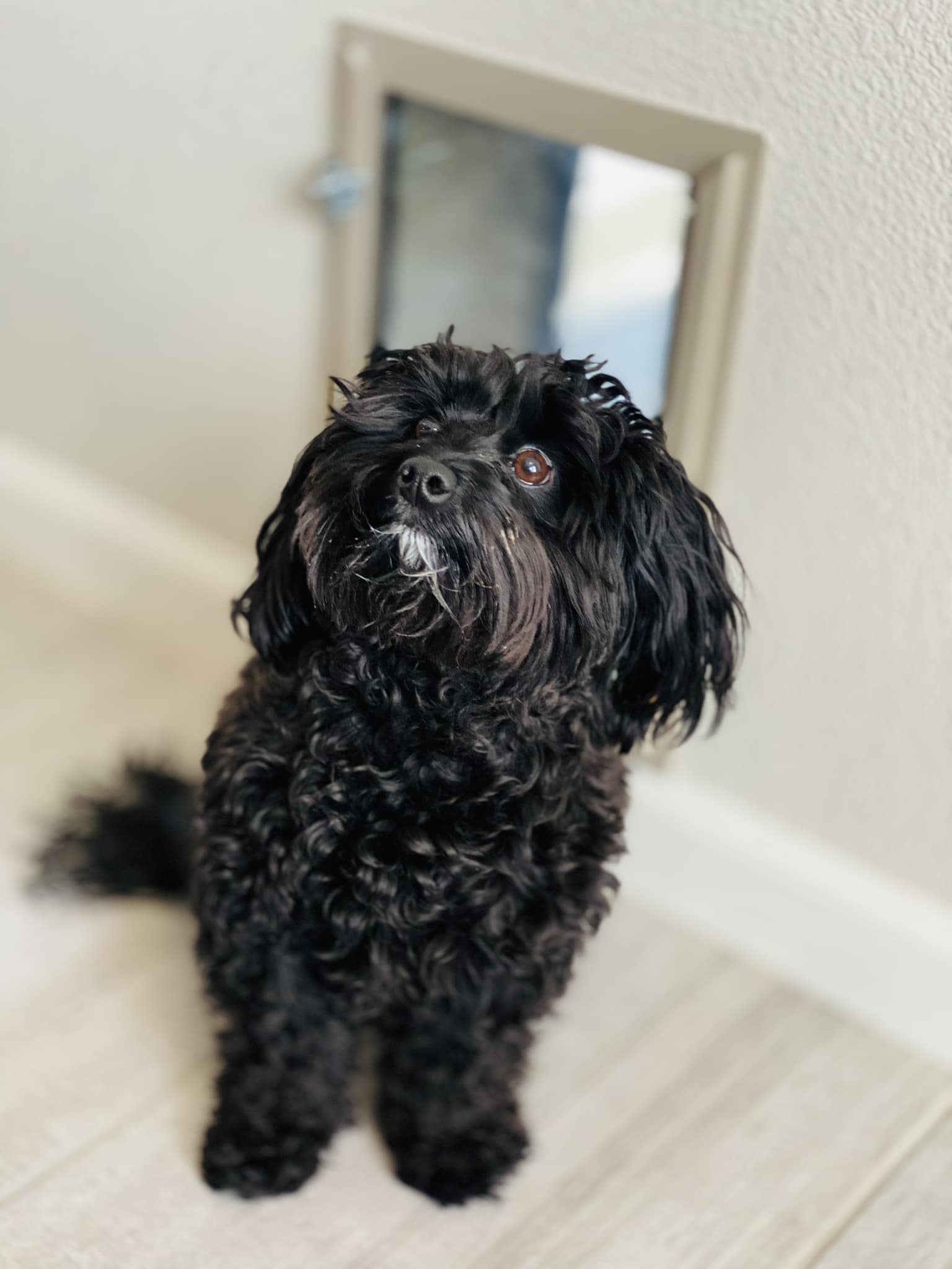 small dog using doggie door flap