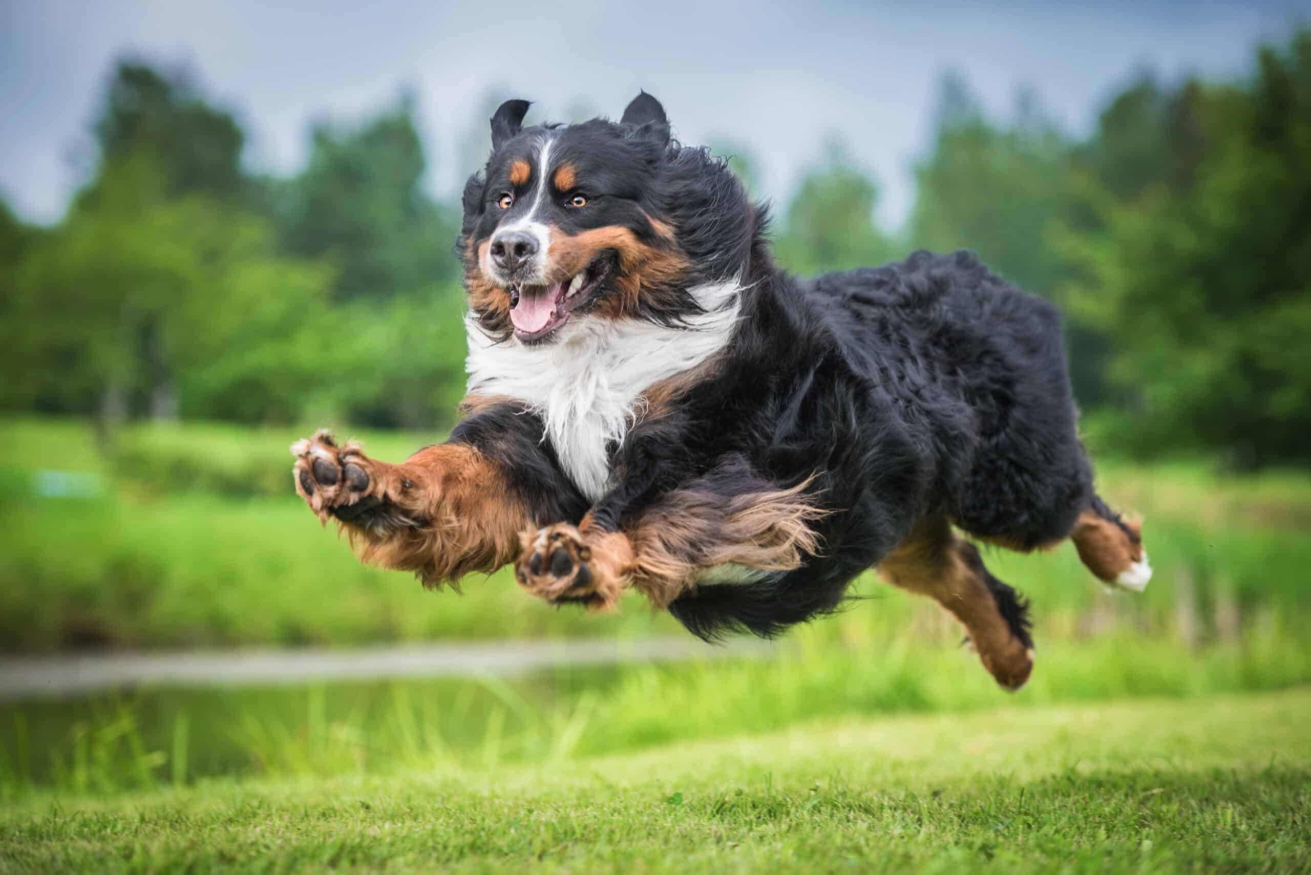 Big dog running outside after using her doggie door