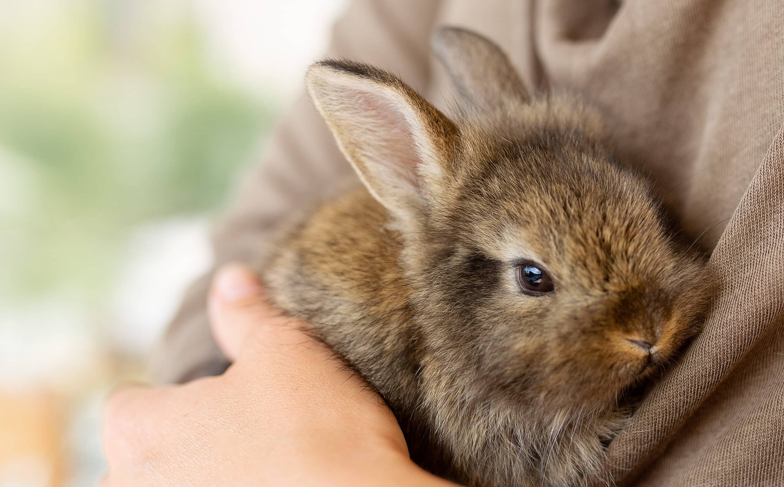 This bunny loves his pet door