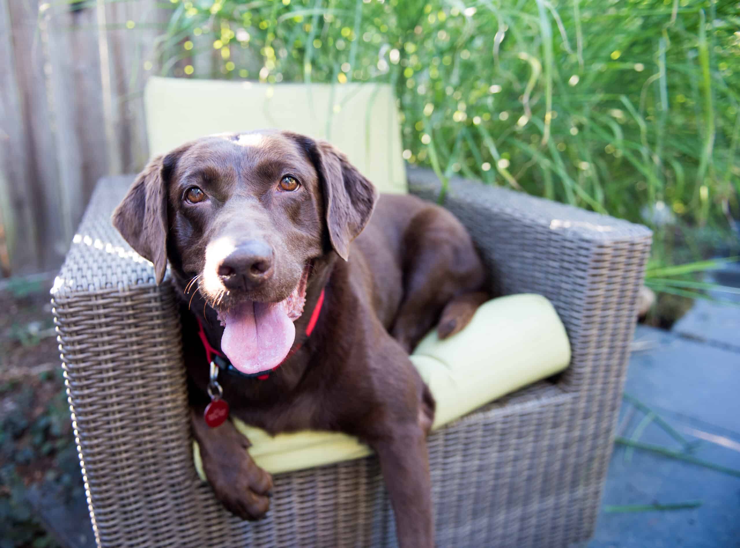 chocolate lab in a patio chair