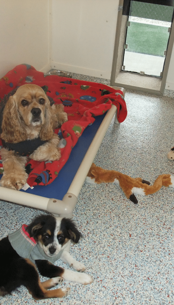 cocker spaniel with doggy door for kennel