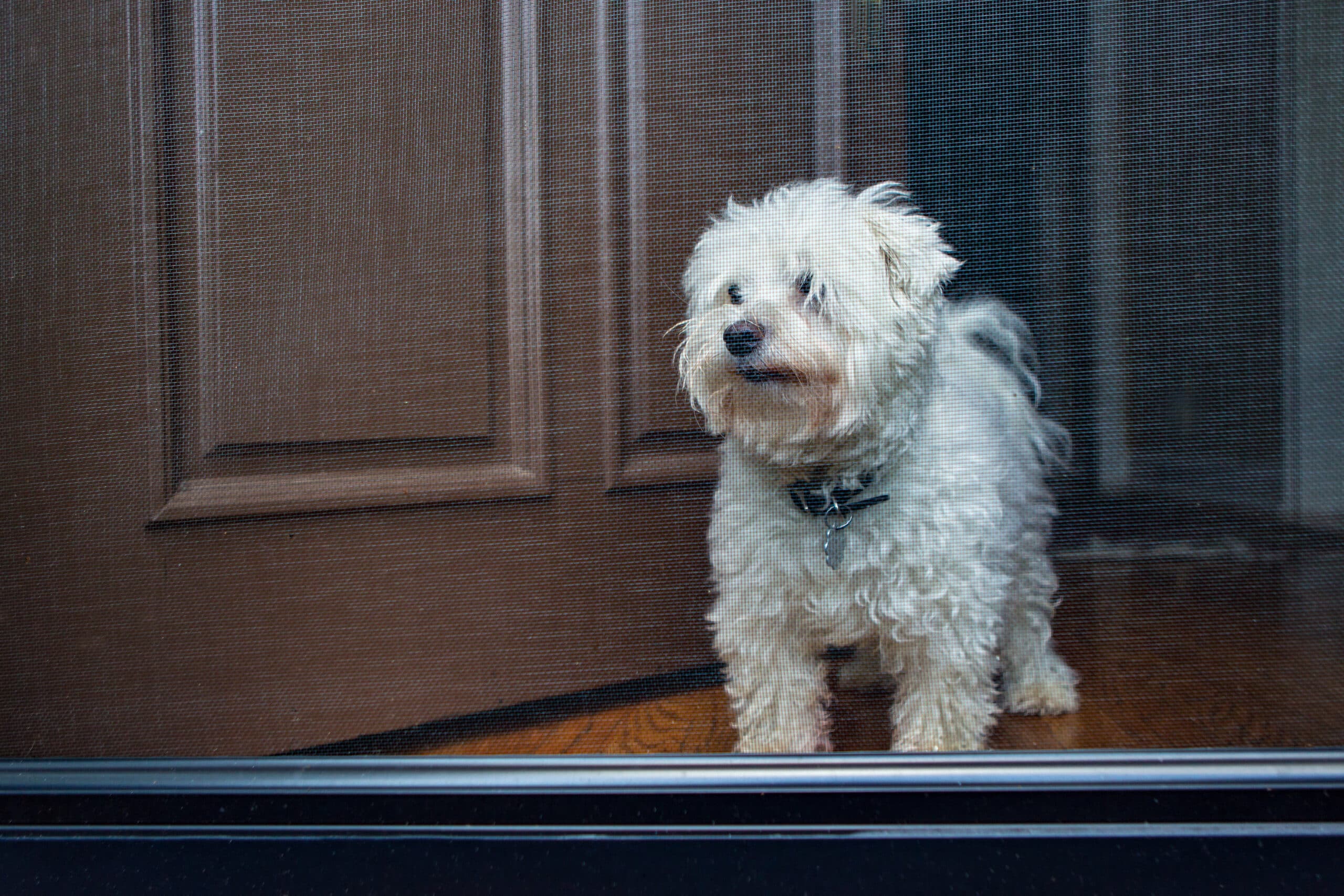 We have dog doors that fit in screen doors