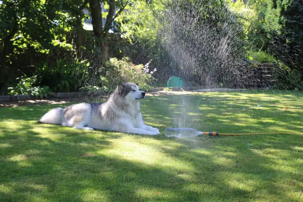 Reduce Overheating for dogs