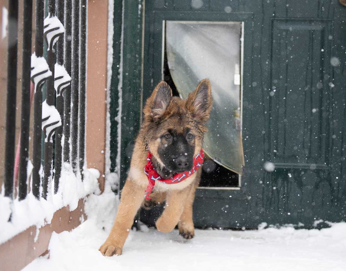 german shepherd using dog door flap