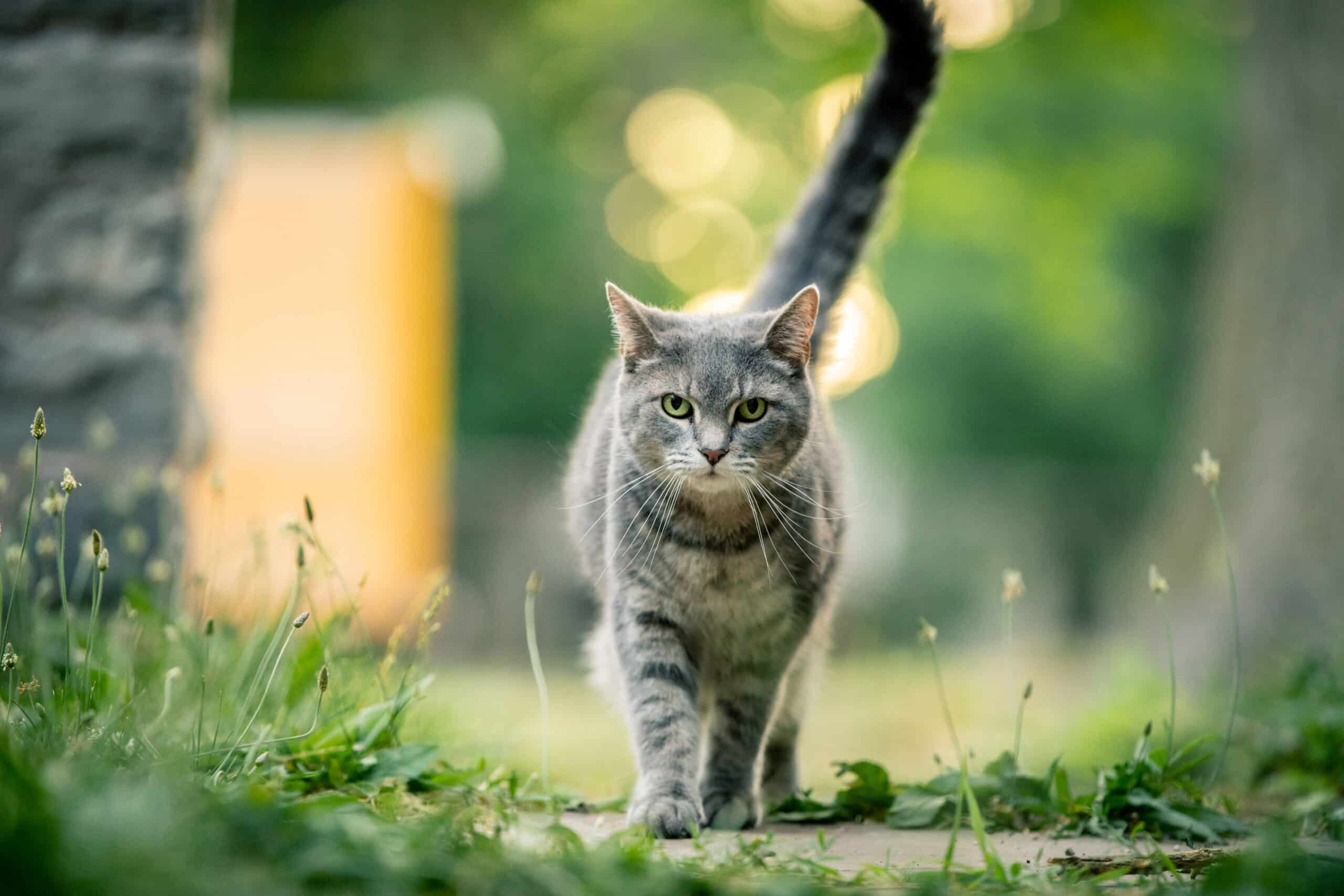 This kitty needs a cat door