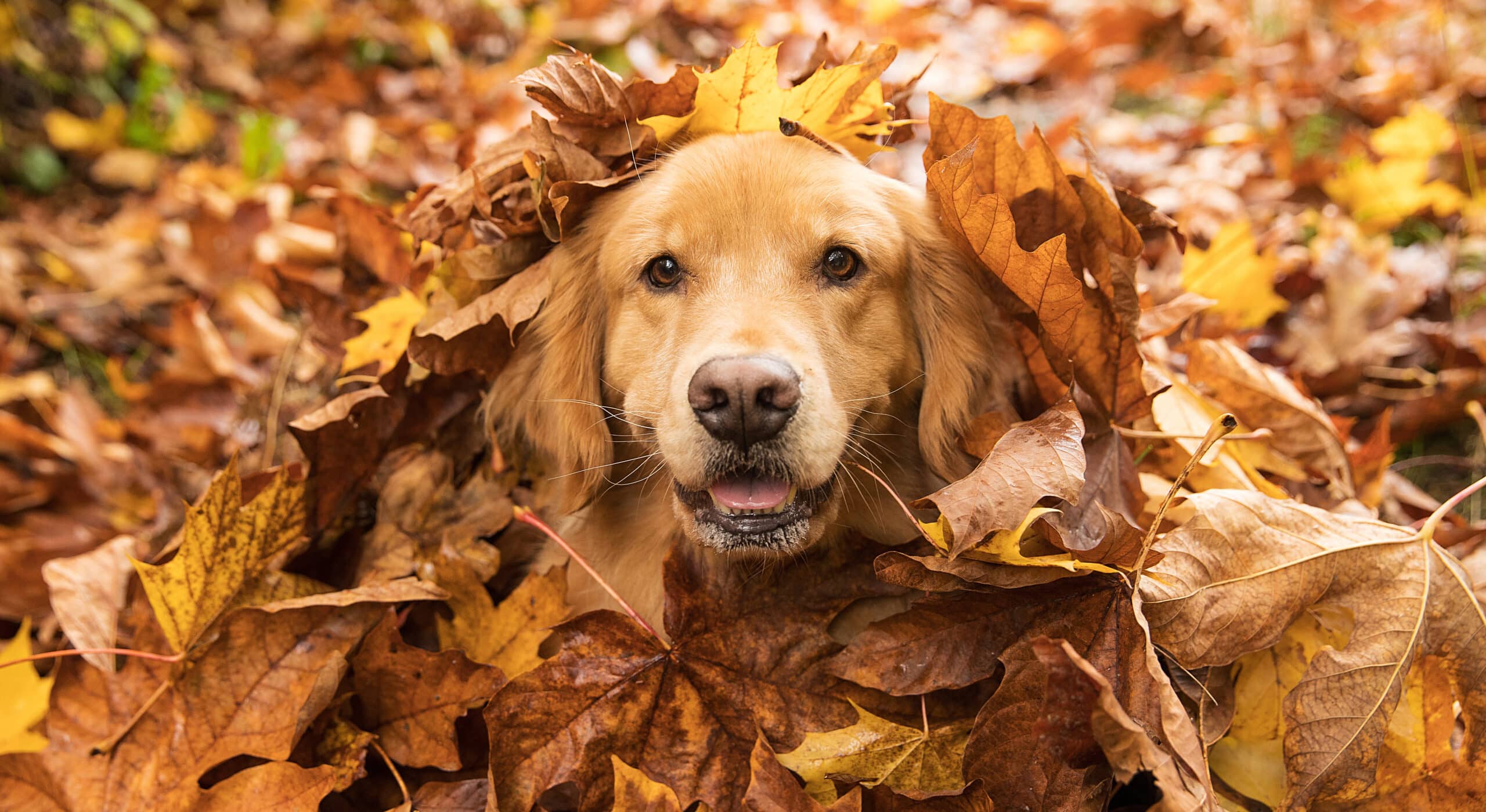 This pooch loves her dog door in the fall