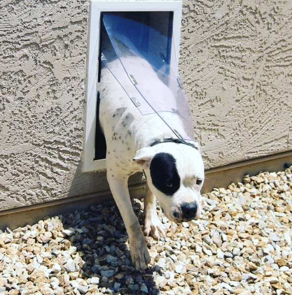 dog using doggie door in wall