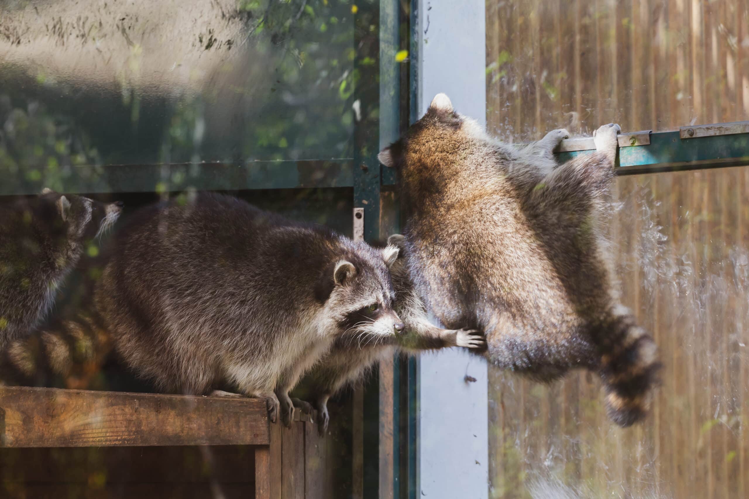 Keeping racoons and other wildlife out of your pet door