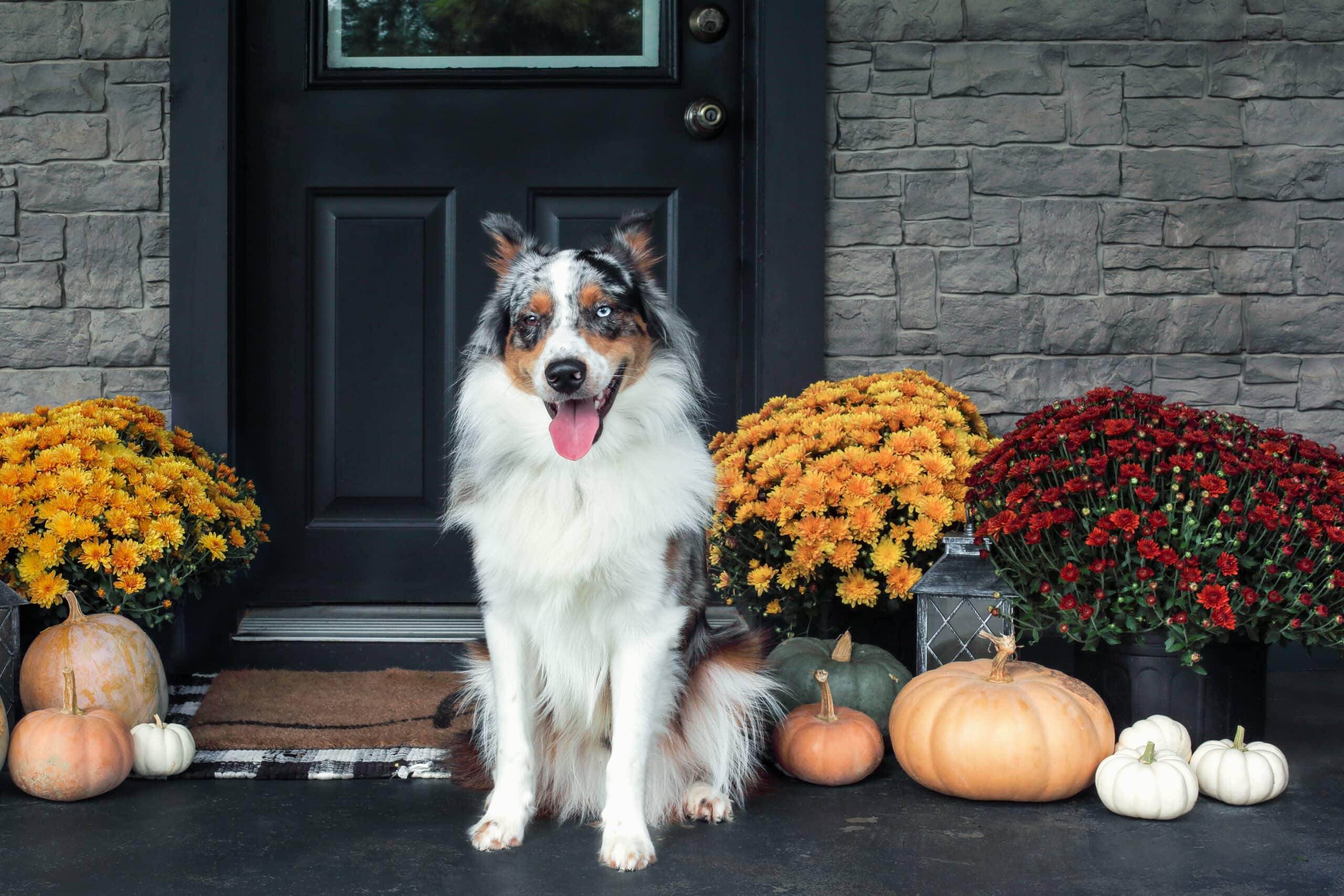 This canine loves the fall and his dog door