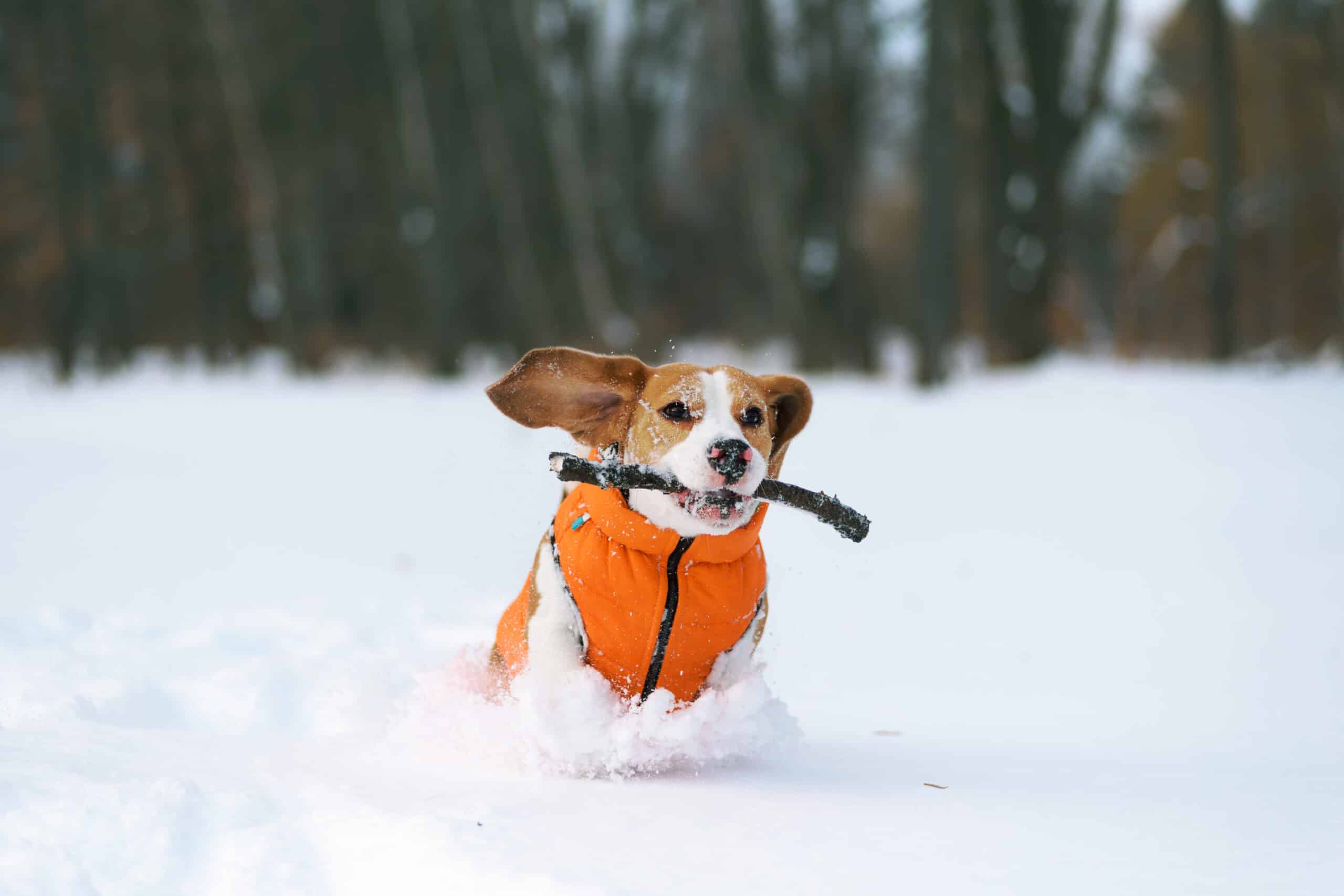 Dog exploring snowy adventures