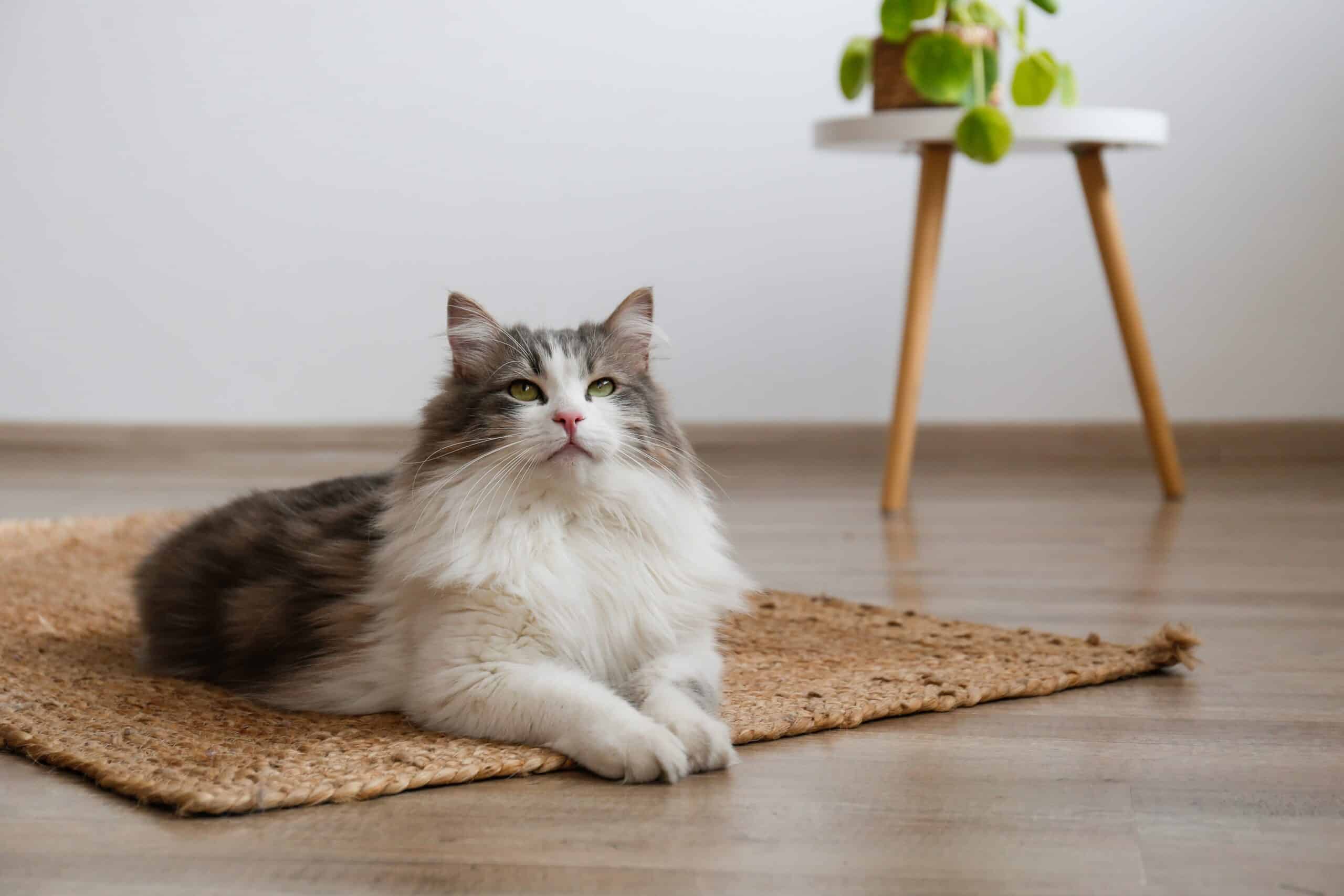 Cat does not want to use pet door