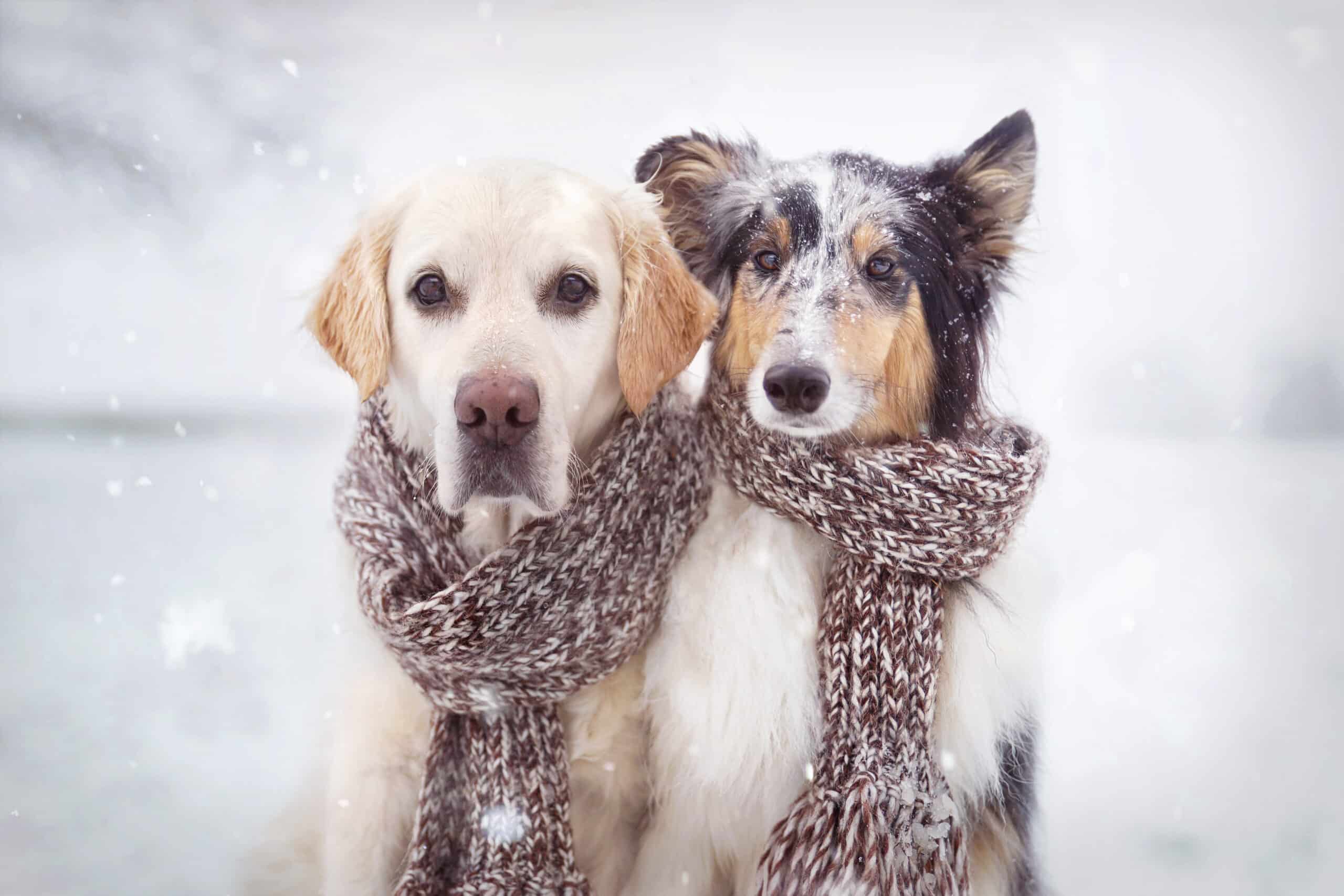 Discover the essential features for winter-proof dog doors and tips for keeping your pet safe and warm during the cold season.