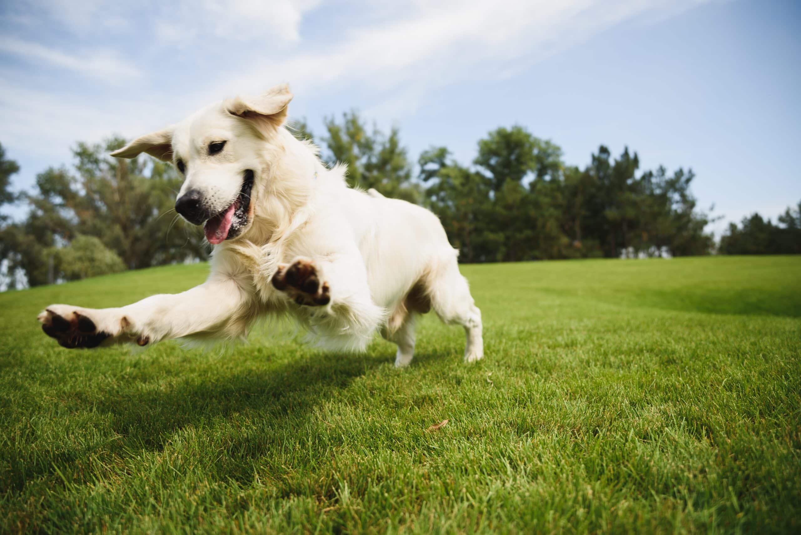 Discover the best dog door for your dog with our dog door guide.