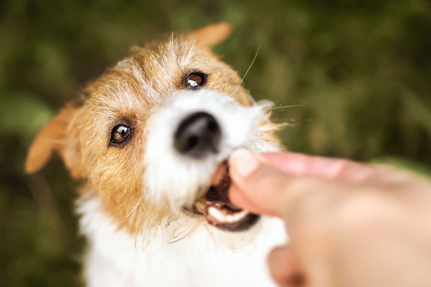 dog being fed a pill